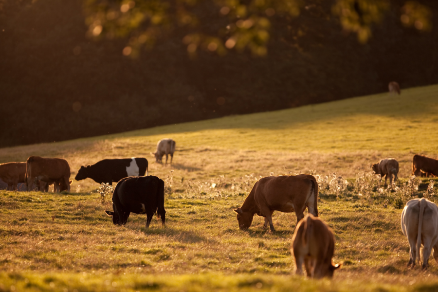 Funding Opportunities Expand with Countryside Stewardship Higher Tier