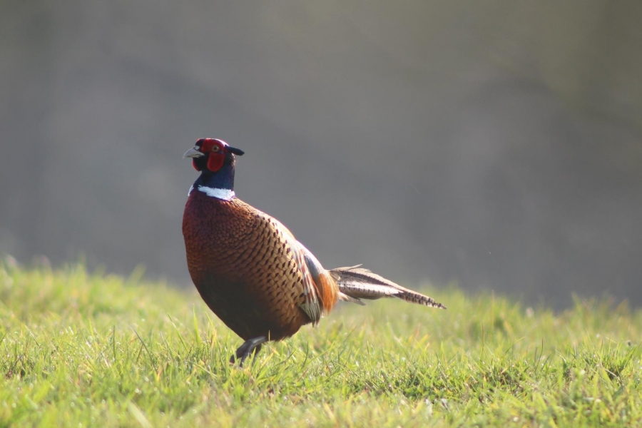 A Spring Estate Visit: Supporting Land, Buildings and Future Plans