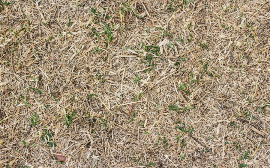 Farming After a Challenging Summer: Support for Autumn 2026