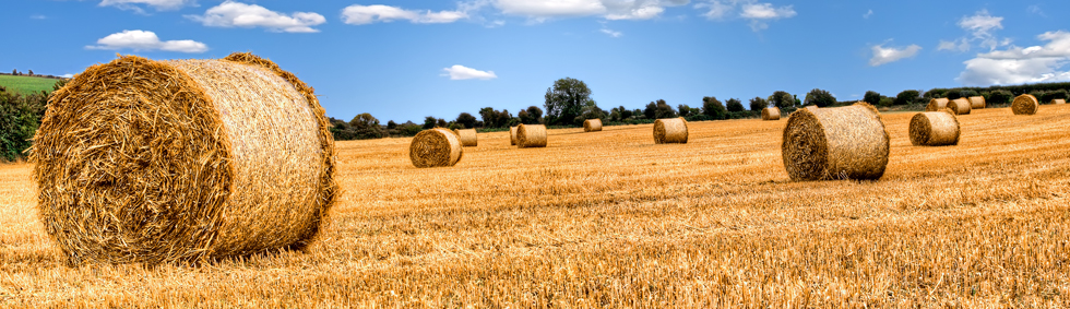 <h2>Agribusiness and Subsidies</h2>
<p>The complete range of agri business services, including subsidy and grant scheme advice.</p>